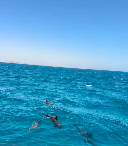 Dolphin House Snorkeling Trip Hurghada – Swim & Snorkel with Dolphins - Image 4