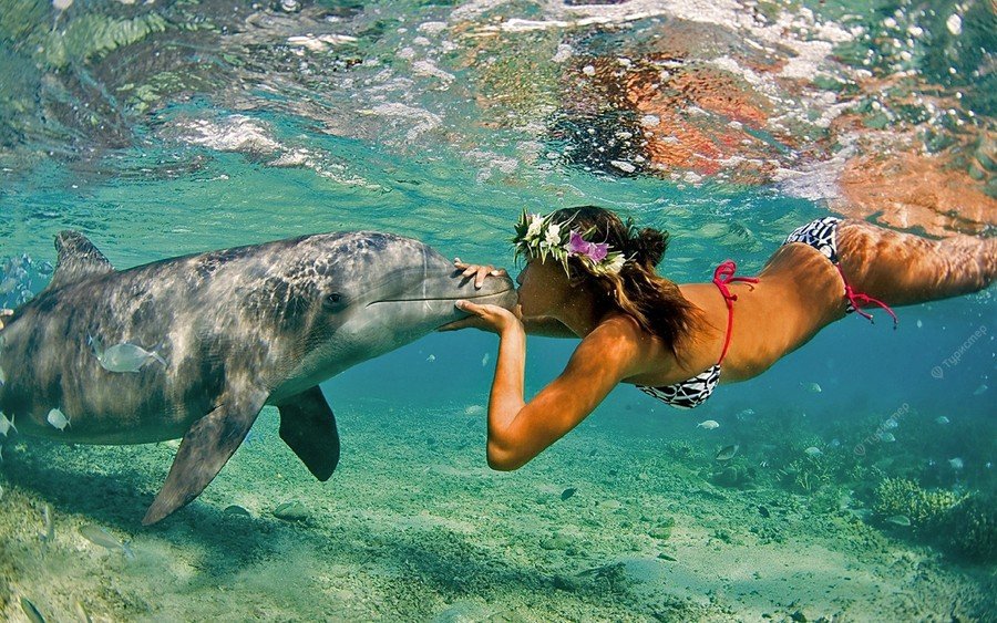 Dolphin House Snorkeling Trip Hurghada – Swim & Snorkel with Dolphins - Image 2