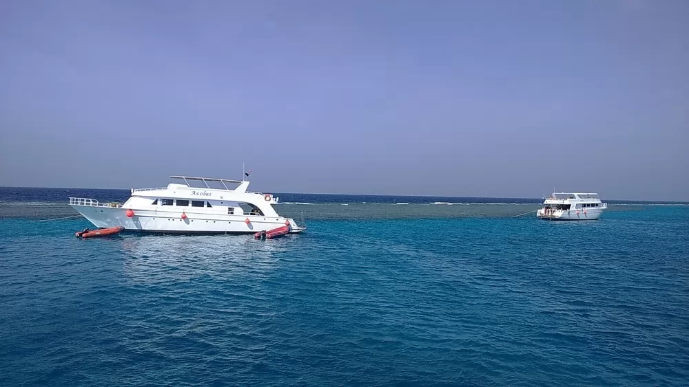 Dolphin House Snorkeling Trip Hurghada – Swim & Snorkel with Dolphins - Image 3