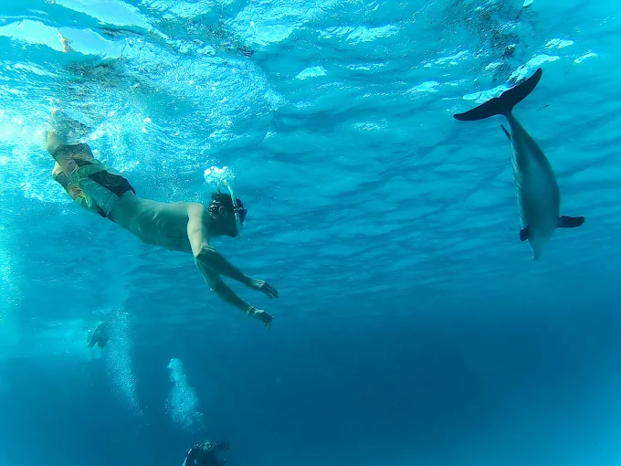 Dolphin House Snorkeling Trip Hurghada – Swim & Snorkel with Dolphins - Image 5