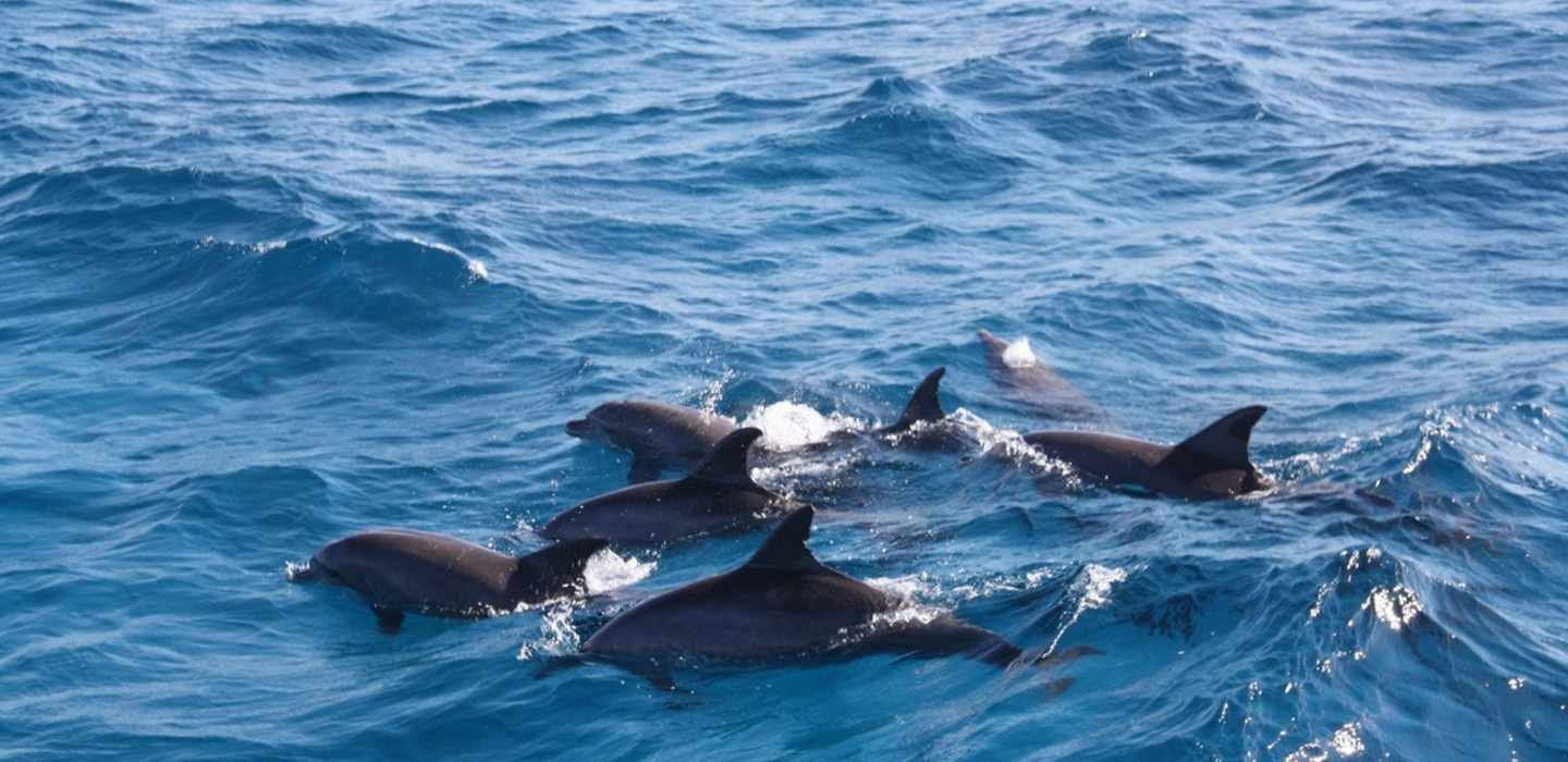 Dolphin House Snorkeling Trip Hurghada – Swim & Snorkel with Dolphins - Image 6